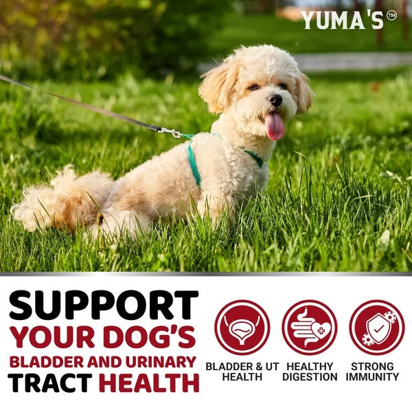 Dog UTI Treatment 170 Treats Cranberry Supplement For Dogs Bladder Control For Dogs - Shopmerge.site