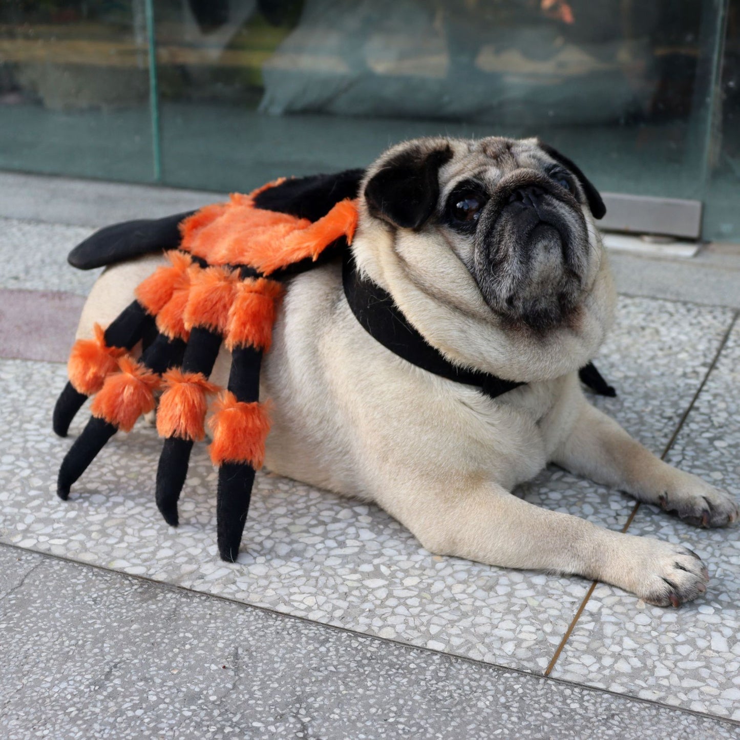 Pet Clothes Halloween Spider Pet Costume - Shopmerge.site