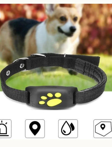 Pet Essentials for Cats & Dogs – Feeders, Toys & Accessories - Shopmerge.site