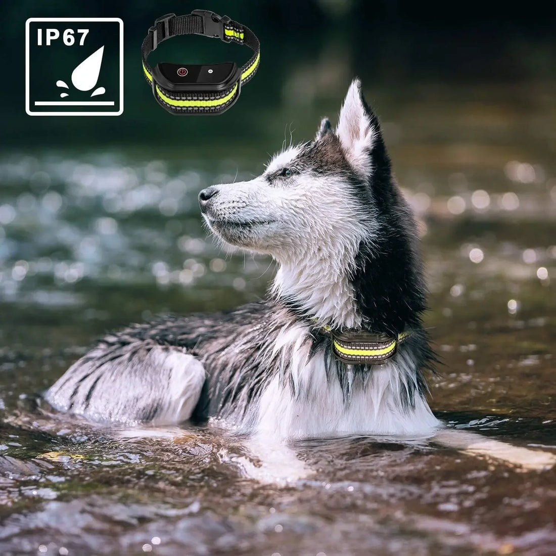 Training Collars To Prevent Dogs From Barking - Shopmerge.site