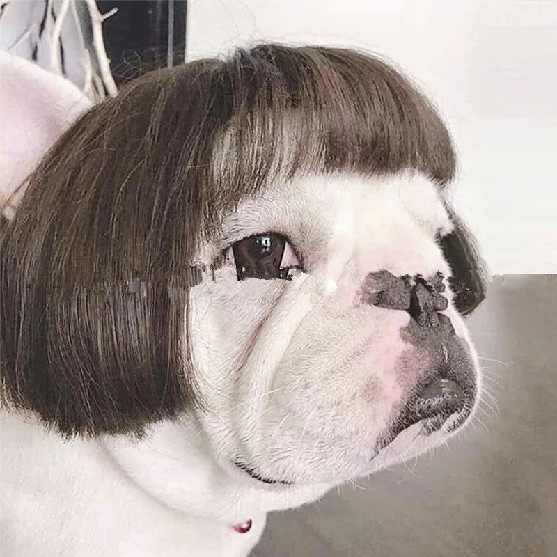 Pet Wig Afro Head Bangs Pigtail - Shopmerge.site