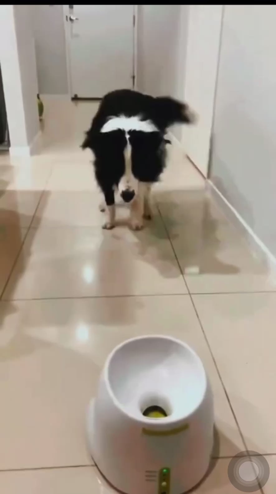 Automatic Interactive Dog Ball Launcher – Fun Pet Toy with Optional Bundle Sets