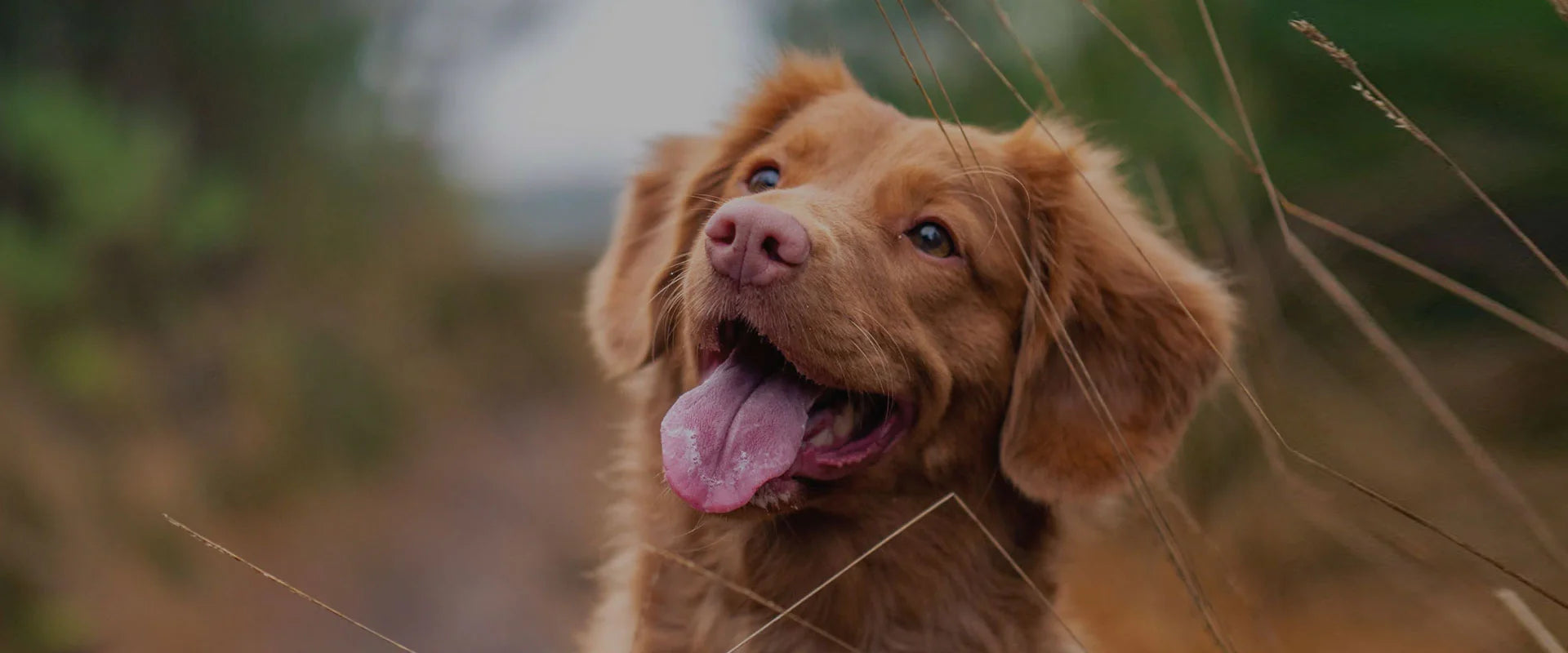 slider image 1621243260e1af0c20-0